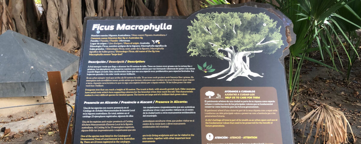 Panel de HPL sobre los ficus en la Plaza Gabriel Miro