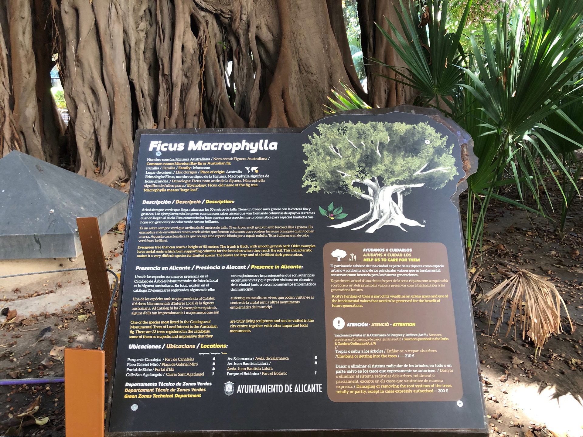 Panel de HPL sobre los ficus en la Plaza Gabriel Miro